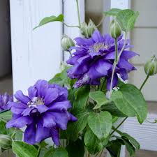 Pruning it after it flowers will encourage new stems that. Prune Clematis For Top To Bottom Blooms Flower Patch Farmhouse