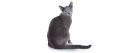 Russian Blue Kittens for Sale - Adoptapet