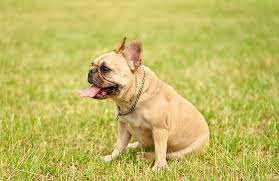 Mini french bulldog lifespan and size. Mini French Bulldog Breed Guide Everything You Should Know Happy French Bulldog