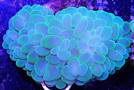 Bubble Coral Plerogyra Sinuosa Saltwater Aquarium Fish Celebrity Weddings Art Education