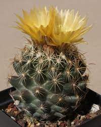 Some species of barrel cactus reach over 1 metre (3.3 ft) in height at maturity, and have been known to reach 3 metres (9.8 ft) in some regions. Know Yr American Cacti Cacti And Succulents Cactus Cactus Plants