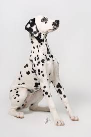 Dalmatian Yavru Kopek Kopek Fotograf