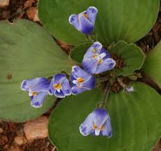 Image result for Craterostigma nummulariifolium