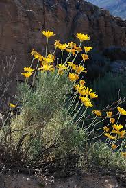 Image result for Ursinia montana