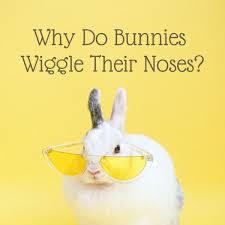 I had a friend whose eye started twitching like crazy, and he was fine.well until his eye exploded.so, uh maybe you should start. Why Do Bunnies Noses Twitch Pethelpful