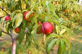 We did not find results for: Nectarine Varieties Harvest To Table