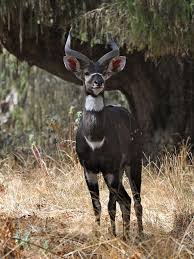 Mountain Nyala Dinsho Ethiopia Endangered Animals Rare Animals Unusual Animals