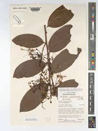 Image result for Dactyladenia