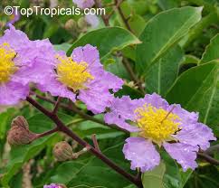 Image result for Buchnera speciosa