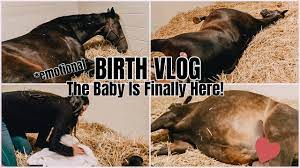 The Baby Is Finally Here!!! ♡ (BIRTH VLOG) | My Pregnant Horse Pt.13 -  YouTube