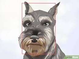 The miniature schnauzer was created from germany's standard schnauzer and was made a public breed in 1899. 4 Ways To Identify A Miniature Schnauzer Wikihow