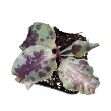 Image result for Tinnea galpinii