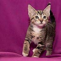 Available Pets At Pet Rescue By Judy In Sanford Florida Animal Rescue Pets Cat Rescue