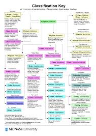 great chart showing the classification of invertebrates