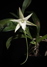 Image result for Angraecum angustipetalum