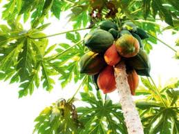 To cause to grow in a desired form or fashion. Papaya Growing Conditions Where And How To Grow A Papaya Fruit Tree