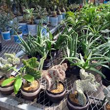 Your coral cactus is actually a grafted cactus or euphorbia of usually two different species. Coral Cactus Praying For Eyebrowz