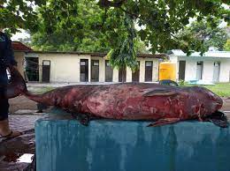 Kepala besar paus sperma dapat terdiri hingga 35% dari panjang tubuhnya, dan. Ada Potongan Plastik Dan Cacing Di Paus Sperma Kerdil Ini Mongabay Co Id