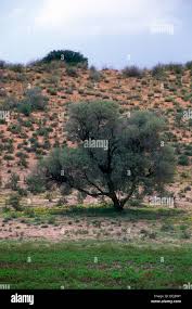 Image result for Acacia haematoxylon