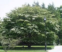 Maybe you would like to learn more about one of these? Cornus Kousa Chinensis Dogwood Trees Speciality Trees