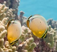 Holocene reef development grossman and fletcher (in review) accommodation space for reef accretion may be strongly modulated through time by wave energy and its interaction with complex antecedent topography importance: Coral Reefs Hawai I Wildlife Fund