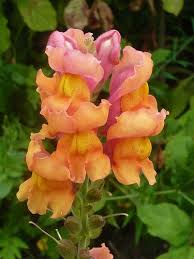 We did not find results for: Snapdragons Aka Antirrhinum Majus Easiest Flowers To Grow Snapdragon Flowers Easy To Grow Flowers