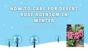 Later, when the desert began to form as the sierra nevada and peninsular ranges rose and blocked. How To Care For Desert Rose Adenium In Winter Video Series Episode 1 Youtube