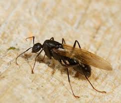 Compare bids to get the best price for your project. How To Get Rid Of Carpenter Ants Ehrlich Pest Control