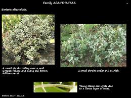 Image result for Barleria oxyphylla