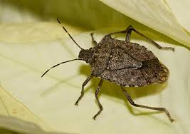 Image result for Stemodiopsis buchananii