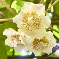 キウイの花】満開です❣️今年はたくさん咲いています。雄花と雌花の違いはコレ‼️ | 徳島県阿南市のエステサロン40代50代 デトックス アロマ リンパ  痩身 フェイシャル 小顔 ブライダル ソワンエステangeroseアンジュローズ