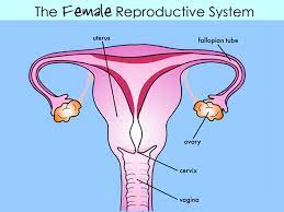 Learn about female parts with free interactive flashcards. Female Reproductive System Nemours