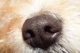 Why do puppies breathe so fast? Dog Laboured Breathing Breathing Problems In Dogs Vets Now