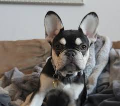 Dogs with combined colors also look adorable and. French Bulldog Colors Explained Ethical Frenchie
