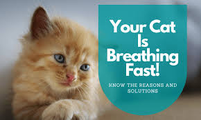 However, the following morning she was hiding, refusing to eat, and breathing hard. Your Cat Is Breathing Fast Know The Reasons And Solutions