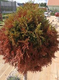 Image result for site:byggahus.se meteorologi