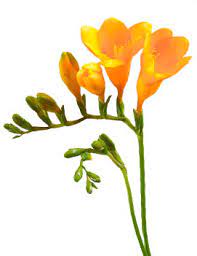 Flower Meanings