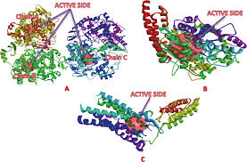 Image result for Pleiocarpa bicarpellata