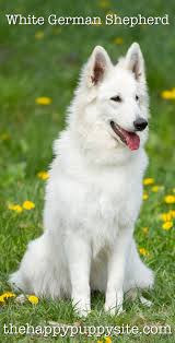 White German Shepherd Dog A Complete Guide To A Snowy White Pup White German Shepherd German Shepherd German Shepherd Dogs