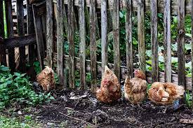 Check with your local vet. Chickens In The Garden What You Need To Know Gardener S Path