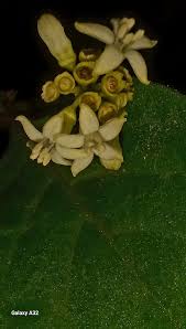 Image result for Sabicea dinklagei