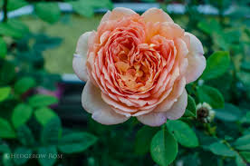 Maybe you would like to learn more about one of these? Growing Lady Of Shalott David Austin Rose