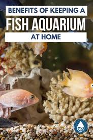 Pin On Aquarium Tips