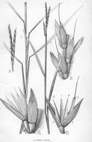 Image result for Ischaemum afrum