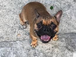 Check spelling or type a new query. How Long Do Dog Bites Take To Heal Rehome By Adopt A Pet Com