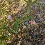 Image result for Hermannia kirkii