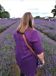 Lavender blue lavender fields lavender flowers purple flowers beautiful flowers lavander growing lavender lavender hidcote lavender plants. Lavender Fields The Best English Ones To Visit Happy Days Travel Blog