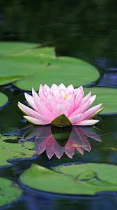 720x1280 Lake Flower Pink Water Lily Wallpaper Lily Wallpaper Water Lily Beautiful Pink Flowers