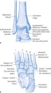 A dense fibrous membrane that stretches between and unites the bones in a syndesmosis Sprunggelenk Und Fuss Springerlink
