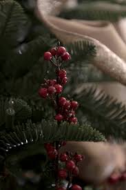 Drawing of the largest recorded noble fir, on yellowjacket creek robert van pelt ( van pelt 1996 ). The Great Christmas Giveaway Handmade Charlotte